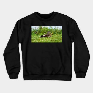 A Duck Resting In The Grass Crewneck Sweatshirt